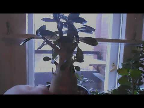 Видео: Адениум. Маленькие и отстающие в росте-2, особенности роста