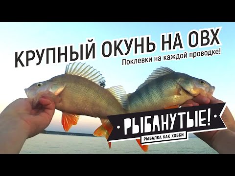 Видео: Крупный окунь на каждой проводке! Зверские поклевки на ОВХ. Только на эту приманку...
