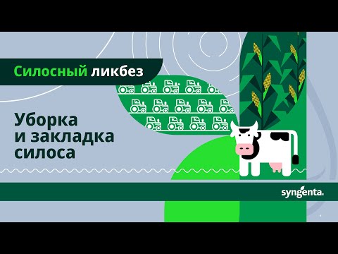 Видео: Какие правила соблюдать при уборке кукурузы на силос?