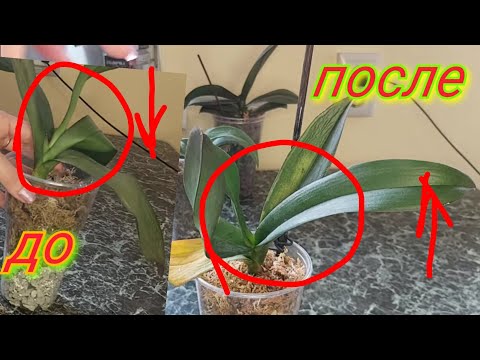 Видео: Как ВОССТАНОВИТЬ ТУРГОР ОРХИДЕИ за 3 ДНЯ 100% Успех, мой опыт наблюдения и результат