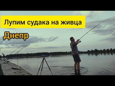 Видео: Судак на живца в жару🔥🔥🔥