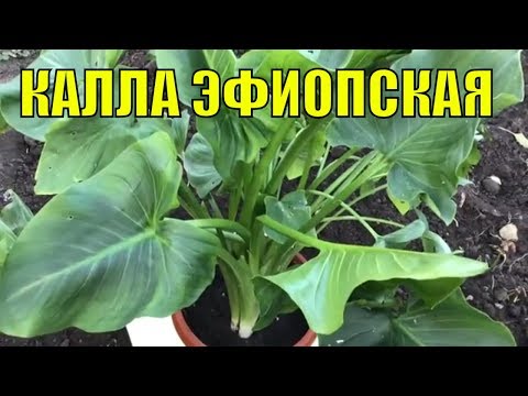 Видео: Калла эфиопская (белая).