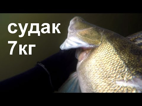 Видео: ОГРОМНЫЙ СУДАК НА 7кг.Подводная охота на трофейного судака на реке Днепр.underwater hunting