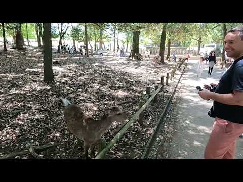 Видео: 🇯🇵 ЯПОНИЯ город Nara и Osaka