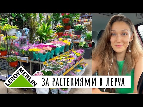 Видео: В Леруа Мерлен за растениями