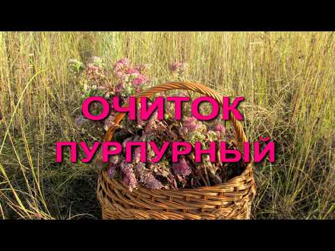 Видео: Очиток пурпурный - мощное растение для иммунитета, для лечения рака, для восстановления легких.