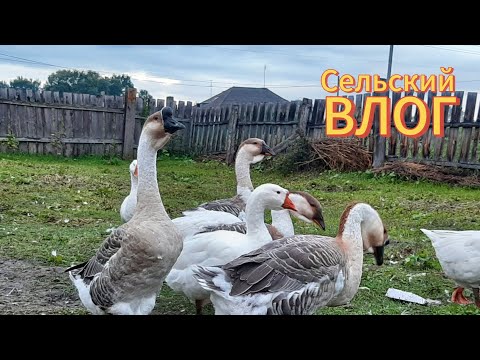 Видео: Деревенские будни. Все ещё копаем картошку. Птица.