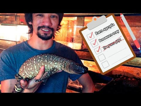 Видео: 5 САМЫХ РАСПРОСТРАНЁННЫХ ОШИБОК В СОДЕРЖАНИИ ЯЩЕРИЦ