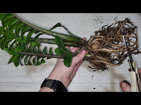 Видео: ЖАЛЕЮ, что раньше так не выращивала ЗАМИОКУЛЬКАС, растет как на дрожжах