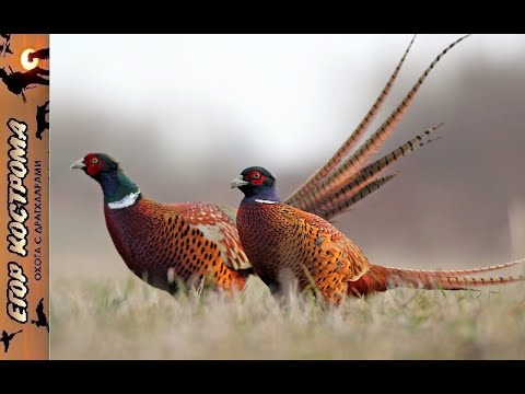 Видео: Охота на фазана, открытие сезона. 1 ноября 2022г.