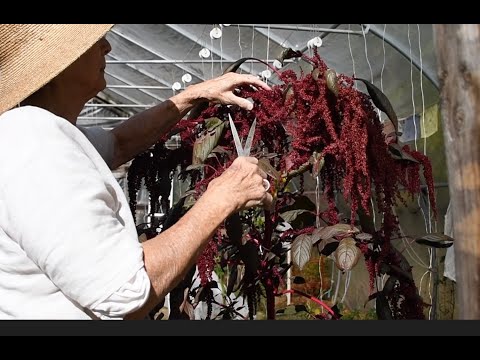 Видео: Сбор амаранта