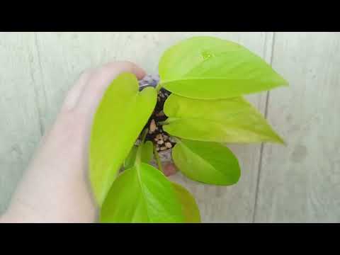 Видео: Моя коллекция лиан.Эпипремнумы, сциндапсусы и филодендроны.#plants #комнатныерастения