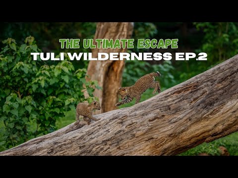 Видео: Тули Вайлдернесс: Лучший побег из буша. Эпизод 2