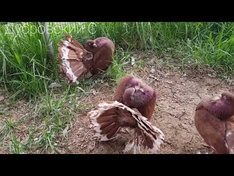 Видео: Голуби павлины