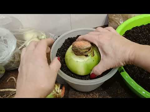 Видео: 15.10.23. сажаю Гиппеаструмы..и ставлю на отдых в шкаф.