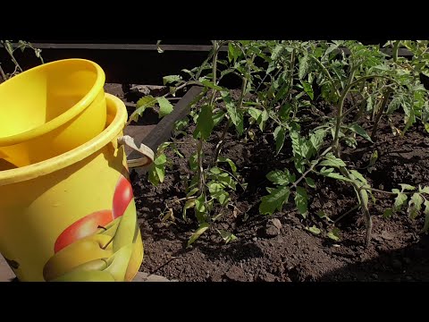Видео: ПОДКОРМКА ДЛЯ СЛАБЫХ, "ОТСТАЮЩИХ" ТОМАТОВ. ПОДРОБНО. Ольга Чернова.