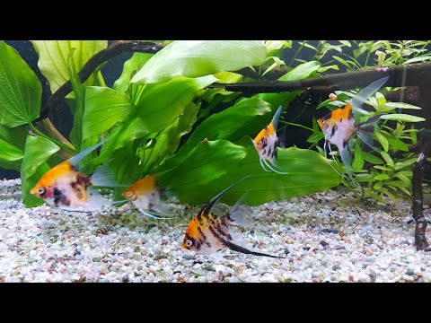 Видео: Купил скалярий и мальков стурисом. Добавил ещё одну стойку под аквариумы. Краткий обзор разводни.