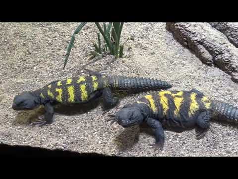 Видео: #ЗООПАРК ПРАГА