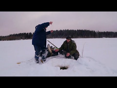 Видео: РЫБАЛКА на НАЛИМА. ПРОВЕРЯЕМ ПОСТАВУХИ. ЛОВЛЯ НАЛИМА в ДЕКАБРЕ.