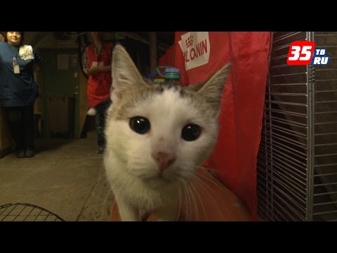 Видео: В Эрмитаже подтвердили версию о том, что первый музейный кот был из Вологды