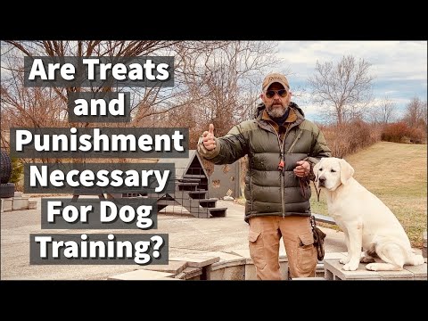 Видео: Нужны ли лакомства и наказания при дрессировке собак?