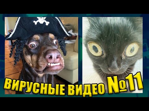 Видео: ВИРУСНЫЕ ВИДЕО / Подборка смешные моменты №11