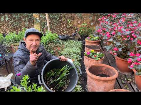 Видео: Наврўзгулни қишда экиш мумкинми?