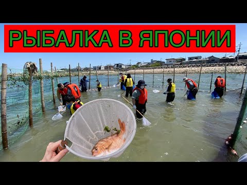 Видео: Необычная рыбалка в Японии