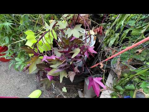 Видео: Мой второй урожай батата в этом сезоне – онлайн-рассылки – из моего контейнерного огорода