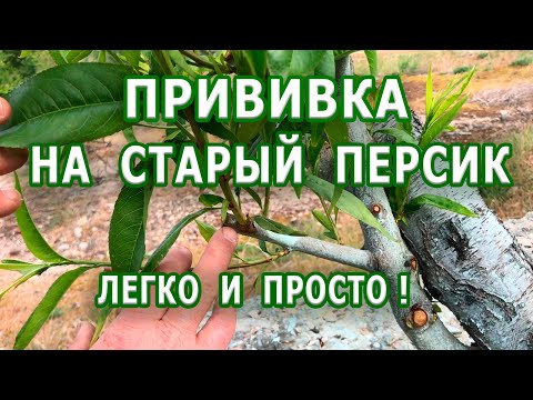 Видео: Прививка старого персика / Легко и просто !