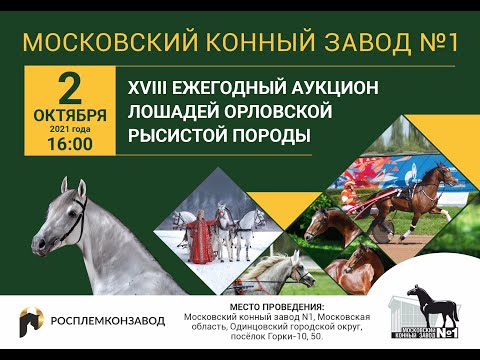 Видео: ХVIII Ежегодный аукцион лошадей орловской рысистой породы