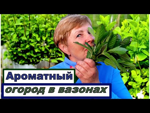 Видео: Как вырастить мяту, чтобы она была покорной? Пряный огород в вазонах