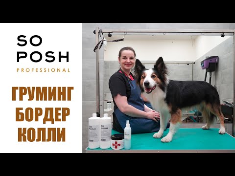 Видео: Регулярный уход за шерстью бордер колли / Косметика #SoPosh