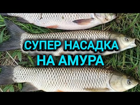 Видео: Супер насадка на БІЛОГО АМУРА. Снасть на БІЛОГО АМУРА.