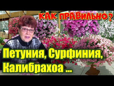 Видео: Не путайте! Ампельная петуния, калибрахоа и сурфиния, кто есть кто?