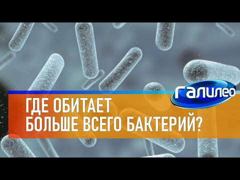 Видео: Галилео 🦠 Где обитает больше всего бактерий?