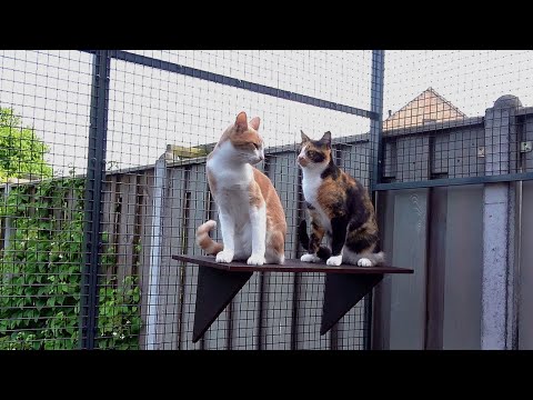 Видео: У Меллы и Майи чудесная клетка для кошек