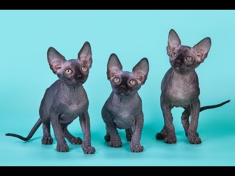 Видео: Веселые и милые сфинксы | Подборка приколов со сфинксами