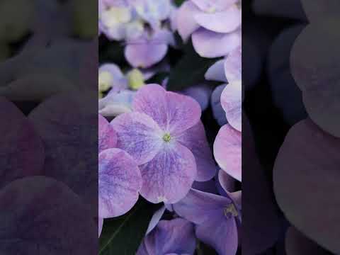 Видео: Френч Болеро!🌸🌸🌸Шок-Цветение!😇