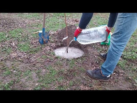 Видео: Засаждане овощно дърво, Декември 2024
