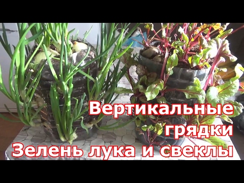 Видео: Вертикальные грядки для огорода на подоконнике. Выгонка зелени лука и свеклы в пластиковых бутылках