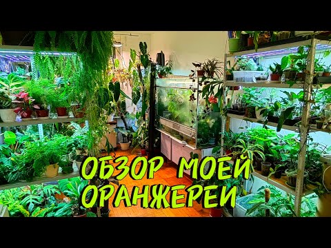 Видео: ОБЗОР МОЕЙ КОЛЛЕКЦИИ растений