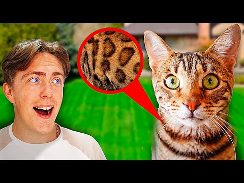 Видео: ЗАЧЕМ ТЕБЕ НУЖЕН КОТ?! *бенгальский например*