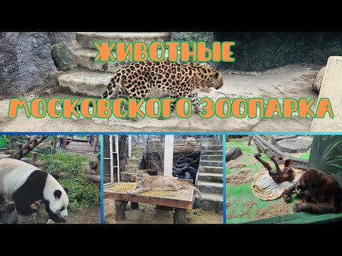 Видео: Животные Московского Зоопарка | Moscow Zoo Animals