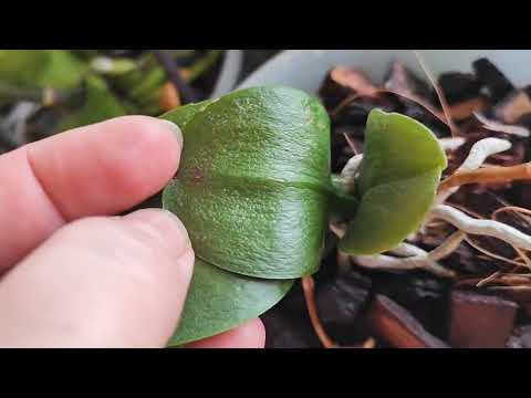 Видео: Обработка от клеща без возврата. Последовательность- схема.