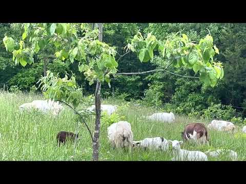 Видео: Овцы, устойчивые к паразитам, играют ключевую роль в создании прибыльного пастбищного хозяйства.