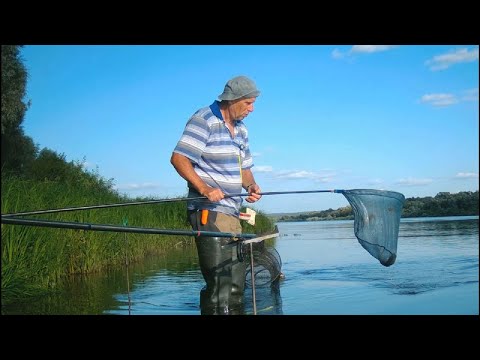 Видео: Ока подмосковная, август 2024, болонка, горох