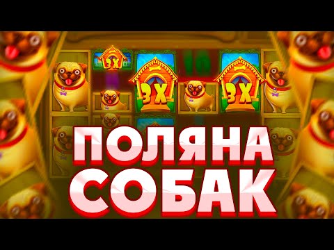 Видео: ЗАКРЫЛ НЕРЕАЛЬНУЮ ПОЛЯНУ МОПСОВ НА ПОСЛЕДНЕМ СПИНЕ В THE DOG HOUSE MEGAWAYS!!!