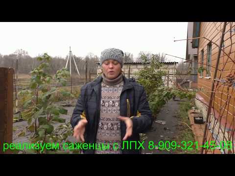 Видео: Осенние работы  в саду