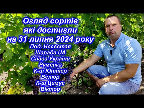 Видео: Огляд сортів які достигли на 31 липня 2024 р. частина-1